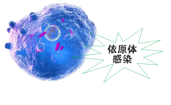 怎么不知不覺(jué)就感染了沙眼依原體呢？
